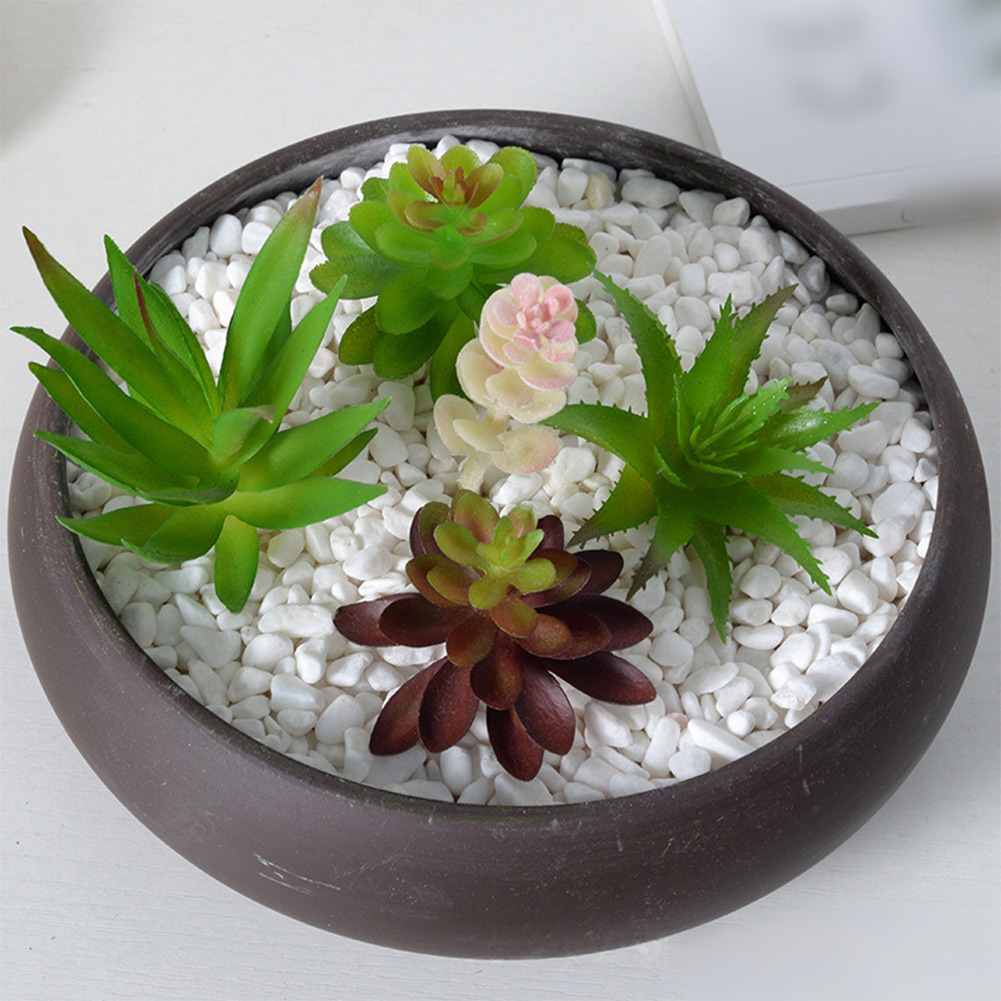Arranjo de Plantas Suculentas  - Succulent Arrangement Mini avaliação e preço